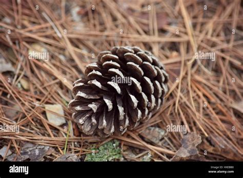 A Fallen Pine Cone Stock Photo Alamy