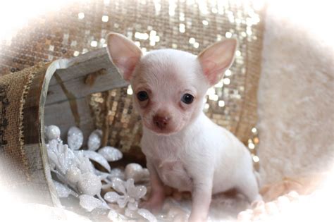 67 Chihuahua Puppy For Sale In Nj Image Bleumoonproductions