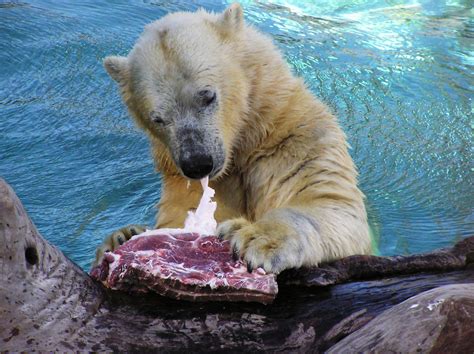 Hungry Polar Bear At Seaworld Hunting Up Some Grub Mark Flickr