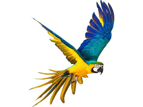 Parrot Png Hd Quality Png Play