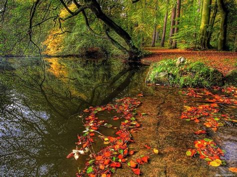 Pond In The Autumn Park Autumn Scenery Autumn Forest Forest Lake