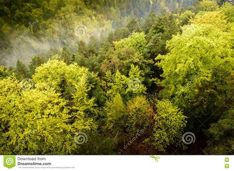 View From Above Of A Green Large Forest With Stock Image Image Of