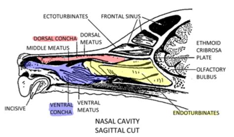 Respiratory Apparatus Nose Nasal Cavity Pharynx Larynx Flashcards