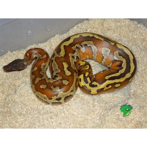 Red Blood Python Baby Strictly Reptiles Inc