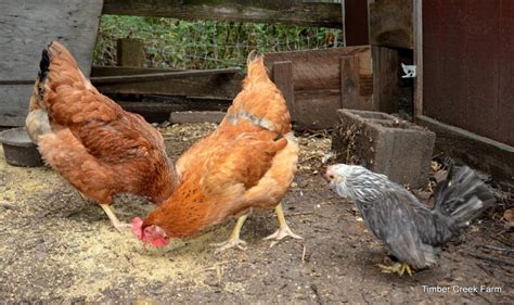 Help a sick chicken today. A Guide to Sick Chicken Symptoms - Backyard Poultry