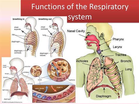 Parts Of The Respiratory System And Functions