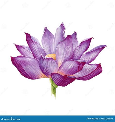 Lotus Flower In A Full Bloom Watercolor Illustration Purple Water