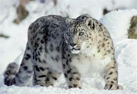 Beautiful Snow Leopard Animals Pinterest