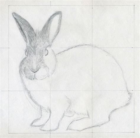 Drawing marine animals and sea creatures. How To Draw A Rabbit
