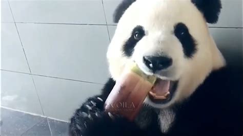 Adorable Panda Eating Bamboo Youtube