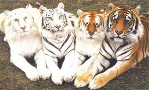 All The Colors Of The Tiger Hubpages