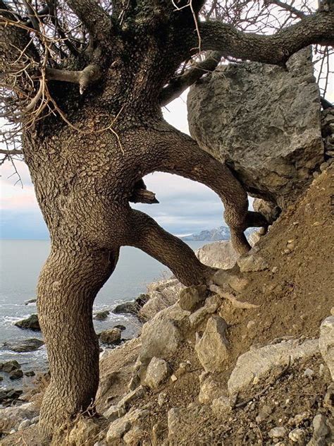 Amazing Nature Its Amazing Awesome Pistachio Tree Le Baobab Weird