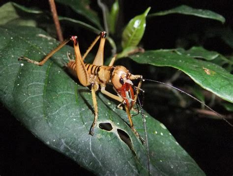 King Cricket Anostostomatidae Male Mitsinjo Reserve An Flickr