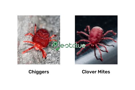 Clover Mites Vs Chiggers Identification And Differences Pestclue
