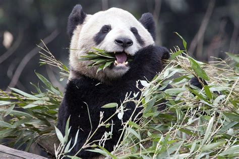 Giant Panda Exhibit Opens At Toronto Zoo On May 18 Citynews Toronto