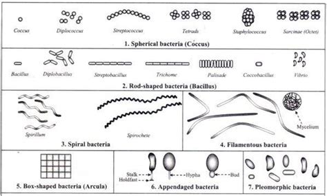 Different Size Shape And Arrangement Of Bacterial Cells When Viewed