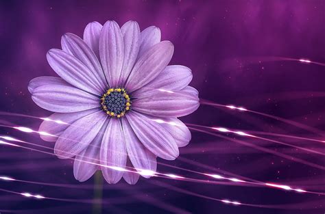 Flower Purple Bloom Free Photo On Pixabay Pixabay
