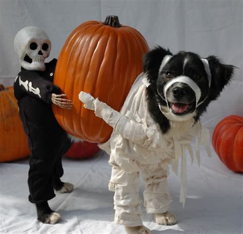 Halloween Dog Costume Ideas10 Fallinpets