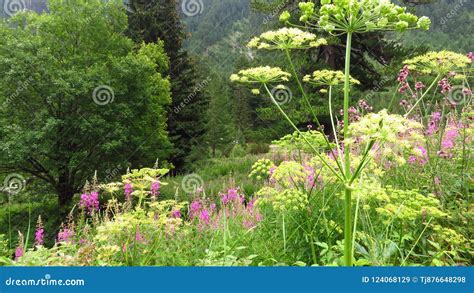 Mountain Meadows White And Pink Flowers Spring And Summer Stock Image