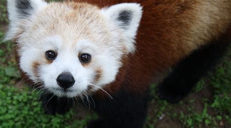 Red Panda Capron Park Zoo