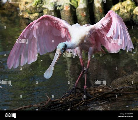 Roseate Spoonbill Bird With Spread Wings With A Background Enjoying Its