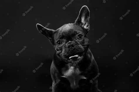 Premium Photo Portrait Of A Black French Bulldog On A Black Background