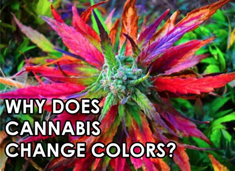 Why Does Cannabis Change Colors Welcome To Chuckers Paradise
