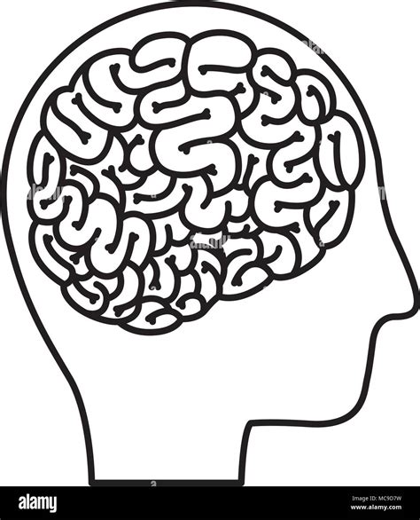 Perfil De La Cabeza Con El Cerebro Humano Imagen Vector De Stock Alamy