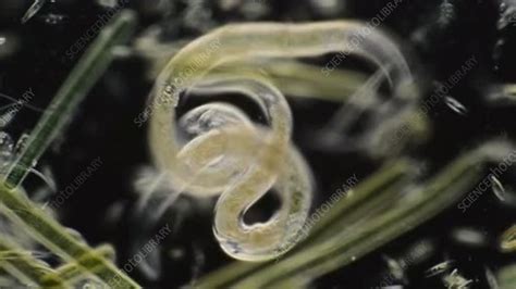 Nematode Worms Mating Stock Video Clip K0056044 Science Photo