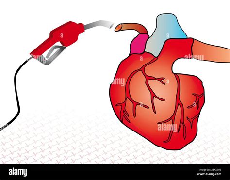 Cardiac Ventricle Hi Res Stock Photography And Images Alamy