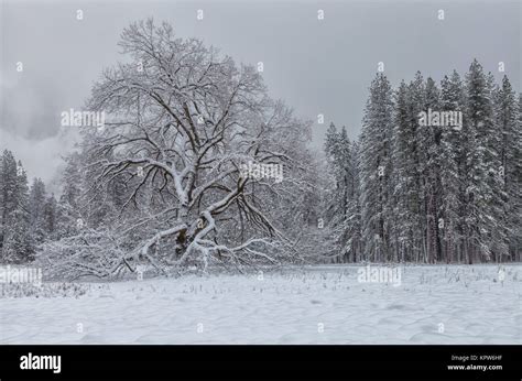 The Iconic Elm Tree At Cooks Meadow In Yosemite National Park