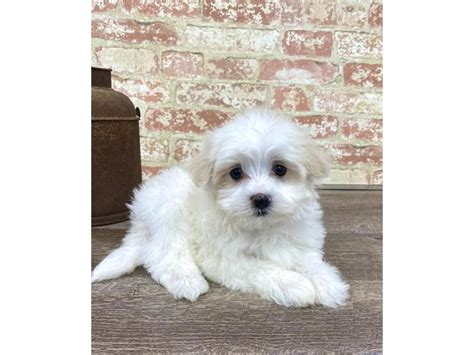 Maltese Dog Female White 2676870 Petland Pets And Puppies Chicago Illinois