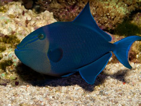 Red Toothed Triggerfish Myfishgallery