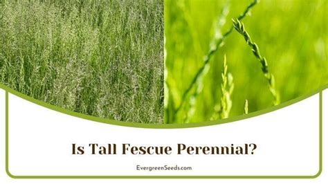 Perennial Ryegrass Vs Tall Fescue The Right Grass For Your Turf