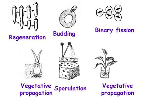 Solved What Are Types Of Asexual Reproduction Is There A