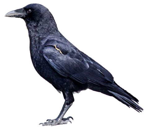 Free Transparent Black Crow Png Images Download Purepng Free Transparent Cc Png Image Library