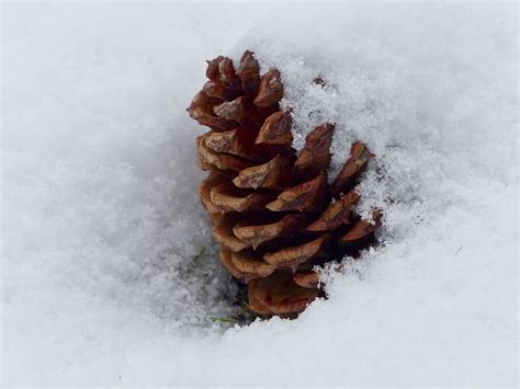 Free Photo Pine Cone Nature Tree Snow Covered Winter Forest