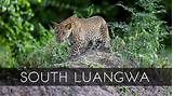 Zambia South Luangwa National Park Pictures