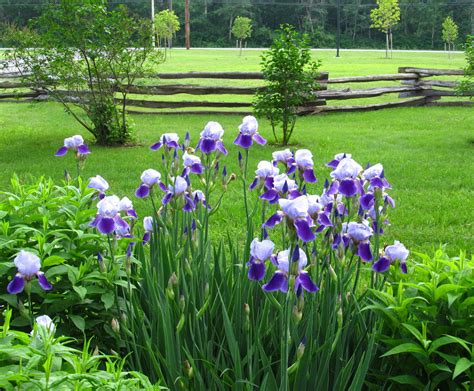 Love Iris Purple Garden Iris Garden Flower Garden