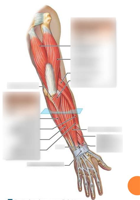 Muscles That Move The Forearm Posterior Superficial Diagram Quizlet