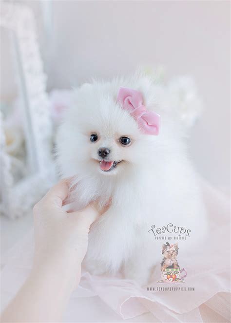 Micro teacup pomeranians are very glamourous. Snow White Pomeranian Puppies | Teacup Puppies & Boutique