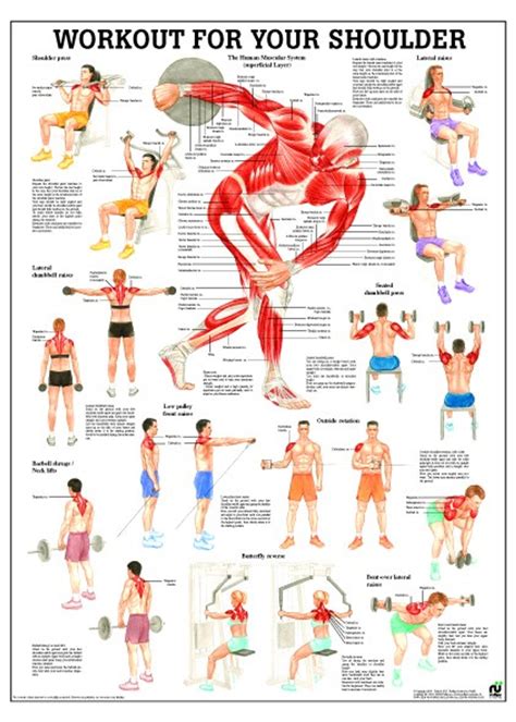 Shoulder Workout Poster Clinical Charts And Supplies