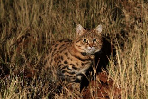 Five Lesser Known Wild Cats Of Africa Rhino Africa