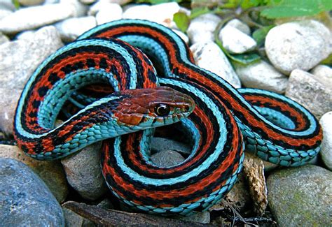 The San Francisco Garter Snake Is Considered The Most Beautiful Snake