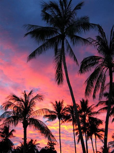 Palm Trees In The Sunset Koh Samui Palm Tree Sunset Sunset Wallpaper Sky Aesthetic