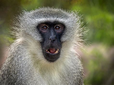 Surprised Vervet Male Vervet Monkey Chlorocebus Pygerythr Flickr