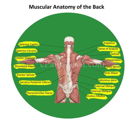 Low Back Pain Or Lumbagoanatomy Causes Symptoms Treatment Pt Surgery