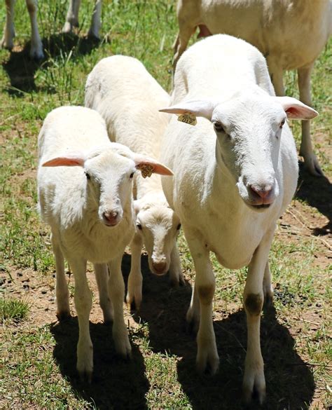 St Croix Hair Sheep And Their Playful Lambs