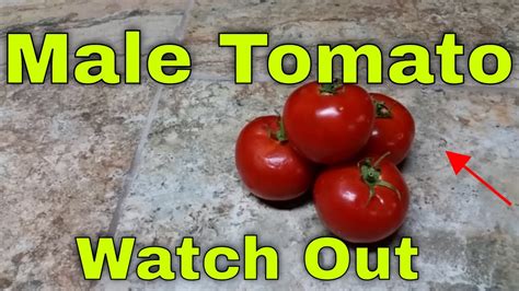 How To Sex Your Fruit And Vegetables My Tomato Is A Male My Tomato Is A Female Youtube