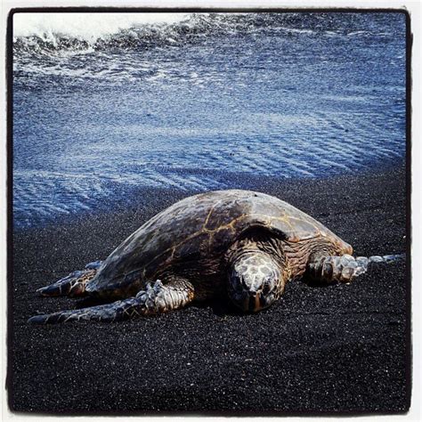 Frequent Encounters With Green Sea Turtles During Volcano Tour From Kona Hawaii Outdoor Guides
